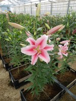 [5542 PO45 LUN 3981 No01.JPG]